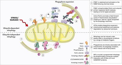 Mitophagy in the aging nervous system